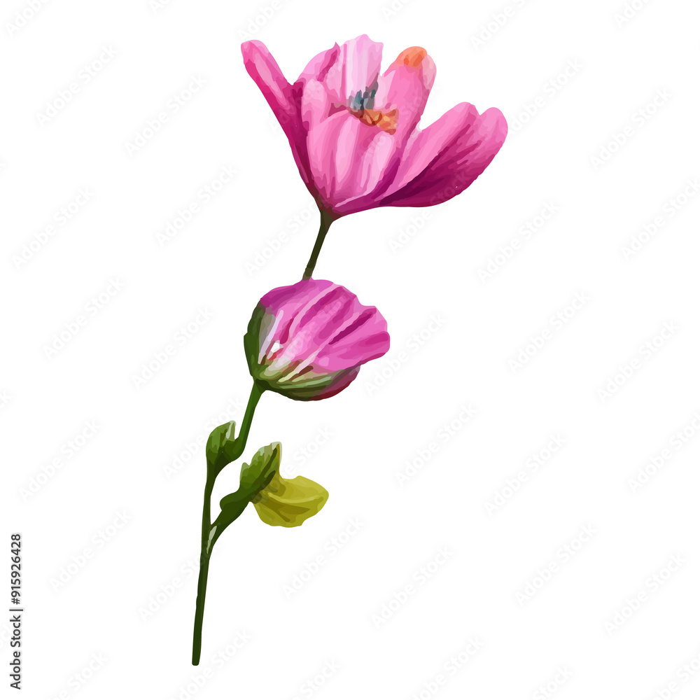 Pink flower with green stem and leaves on a white background. Pink flower with green stem and leaves on a white background.