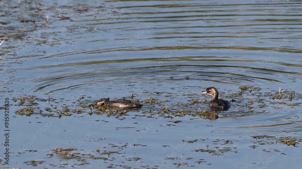 Little grebe Tachybaptus ruficollis Slow motion. Close up. Birds swim and dive on the lake. Little grebe Tachybaptus ruficollis Slow motion. Close up. Birds swim and dive on the lake.