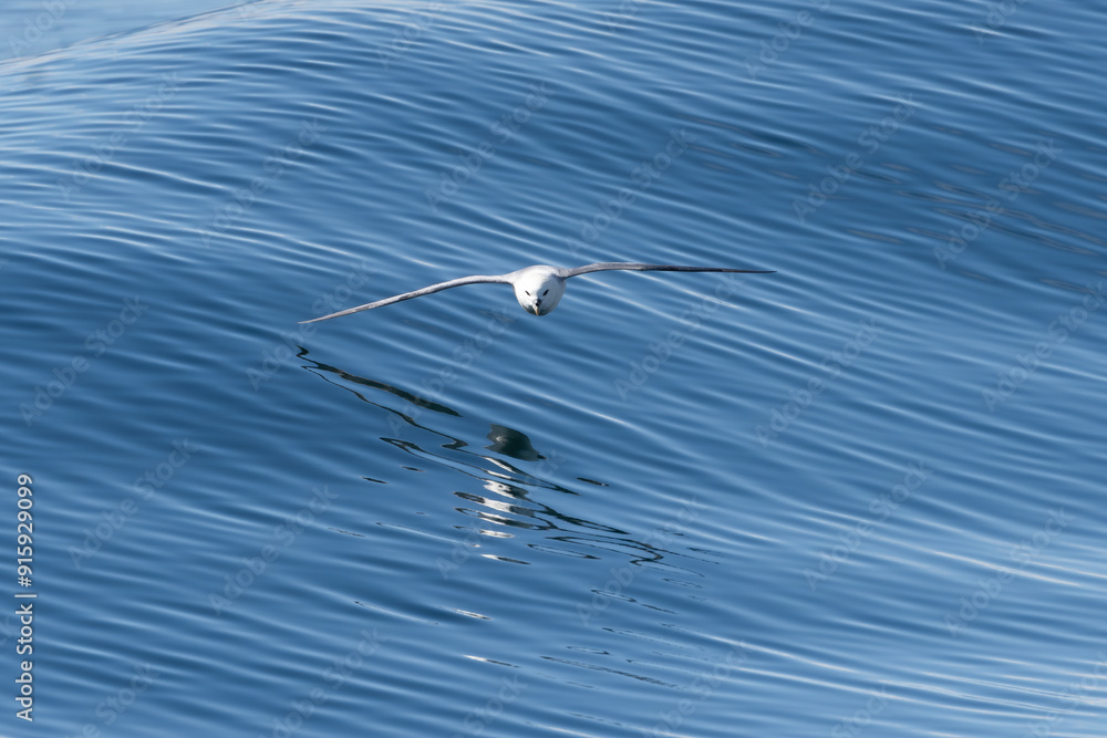 Northern fulmar, Arctic fulmar - Fulmarus glacialis soaring over blue waves. Photo from Grimsey Island in Iceland. Northern fulmar, Arctic fulmar - Fulmarus glacialis soaring over blue waves. Photo from Grimsey Island in Iceland.