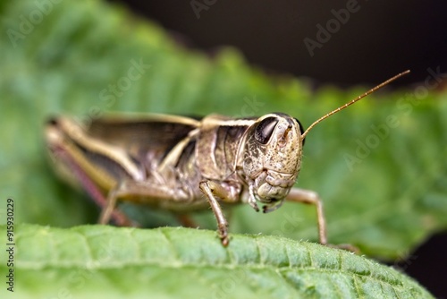 Grasshopper standing on a plant leaf.