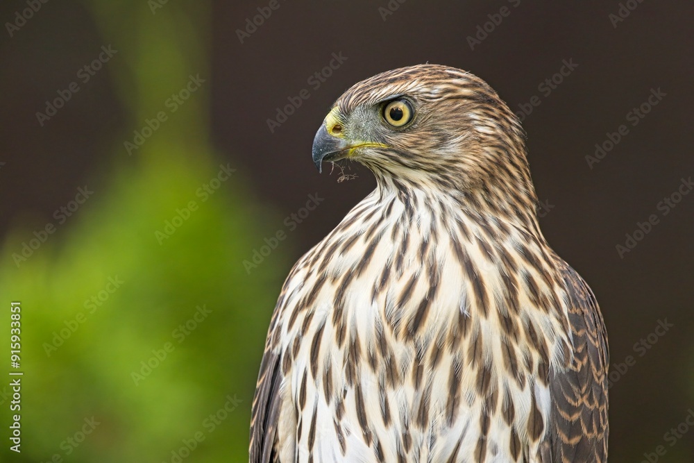 Side profile of a cooper's hawk. Side profile of a cooper's hawk.