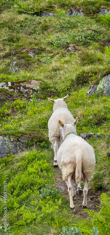Obraz premium sheep close to Massvassbu area in isfjorden andalsnes norway fjord on a cold summer day