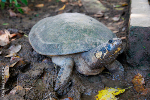 Close-up of Peruvian jungle turtle. In the Amazon jungle, near Iquitos, Peru. South America. photo