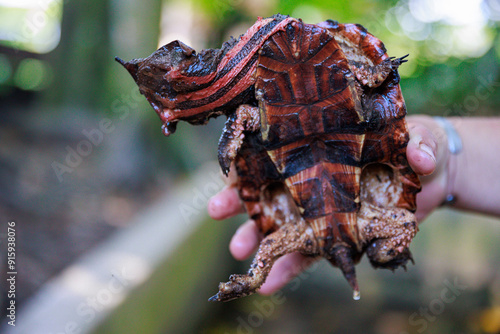 Matamata tortoise in the Peruvian jungle. In the Amazon jungle, near Iquitos, Peru. South America. photo