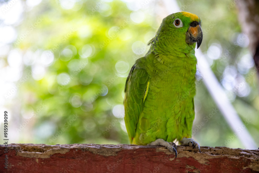 Small green parrot of the Peruvian jungle. In the Amazon jungle, near Iquitos, Peru. South America. Small green parrot of the Peruvian jungle. In the Amazon jungle, near Iquitos, Peru. South America.