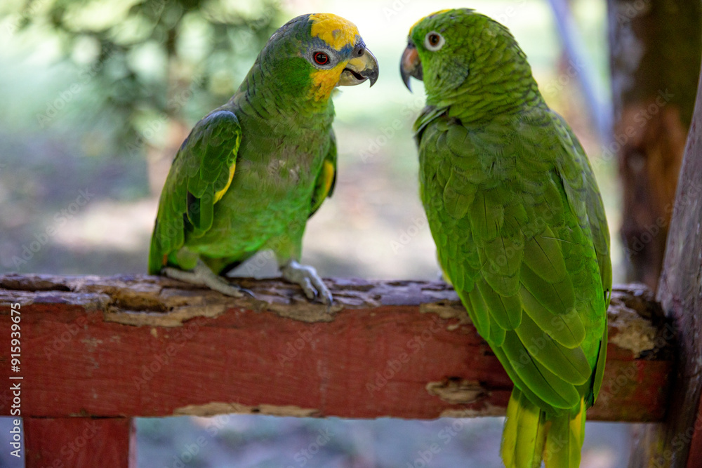 Small green parrot of the Peruvian jungle. In the Amazon jungle, near Iquitos, Peru. South America. Small green parrot of the Peruvian jungle. In the Amazon jungle, near Iquitos, Peru. South America.