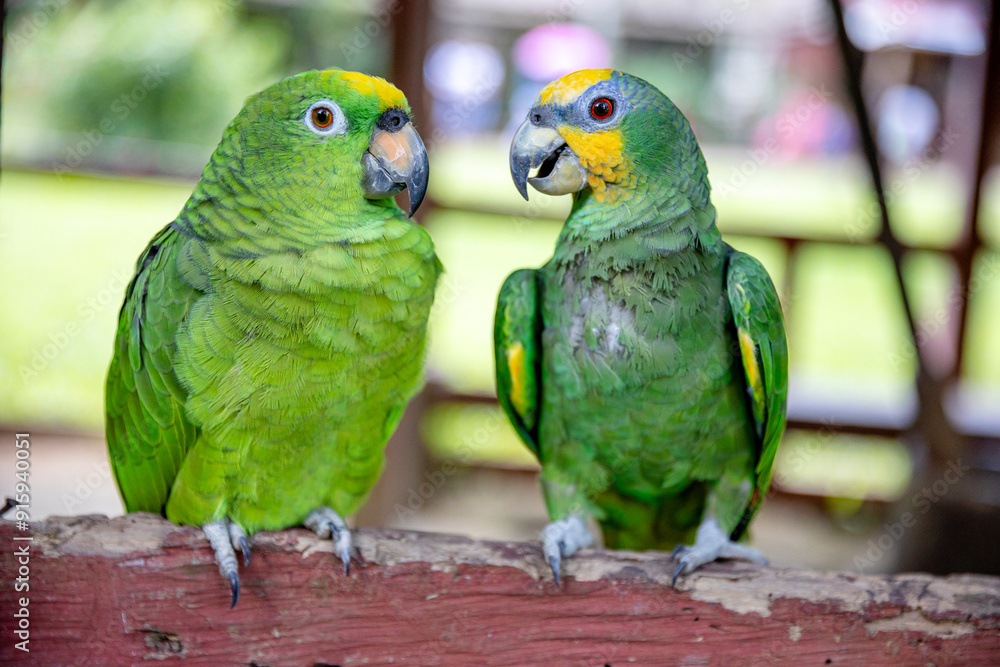 Obraz premium Small green parrot of the Peruvian jungle. In the Amazon jungle, near Iquitos, Peru. South America.