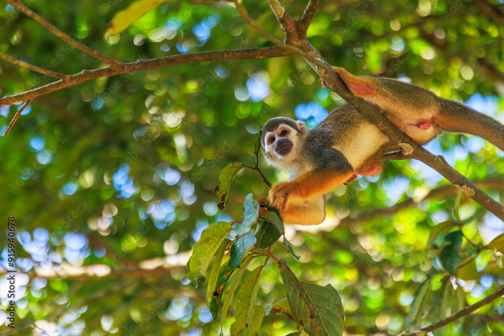 Obraz premium Small Peruvian jungle monkey. In the Amazon jungle, near Iquitos, Peru. South America.