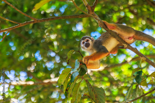 Small Peruvian jungle monkey. In the Amazon jungle, near Iquitos, Peru. South America.