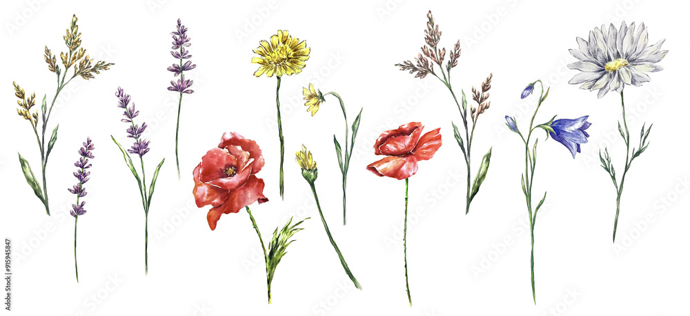 meadow herbs watercolor hand painted elements set botanical illustration. Poppy, lavender. camomile, dandelion, bluebell. Printable natural ecological design for invitations, package, greeting card meadow herbs watercolor hand painted elements set botanical illustration. Poppy, lavender. camomile, dandelion, bluebell. Printable natural ecological design for invitations, package, greeting card