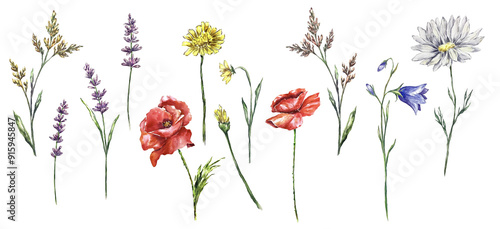 meadow herbs watercolor hand painted elements set botanical illustration. Poppy, lavender. camomile, dandelion, bluebell. Printable natural ecological design for invitations, package, greeting card