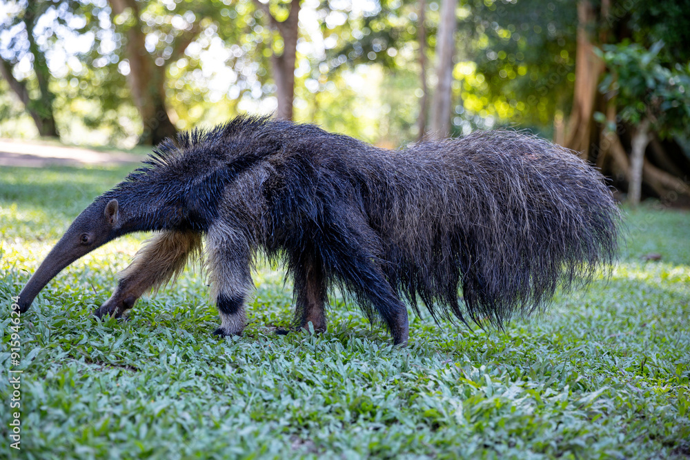 Anteater in the Peruvian jungle. In the Amazon jungle, near Iquitos, Peru. South America. Anteater in the Peruvian jungle. In the Amazon jungle, near Iquitos, Peru. South America.