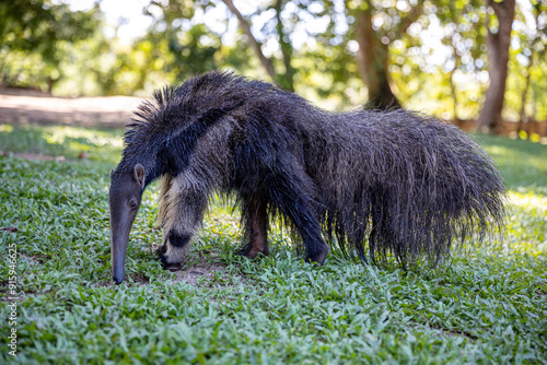 Anteater in the Peruvian jungle. In the Amazon jungle, near Iquitos, Peru. South America.