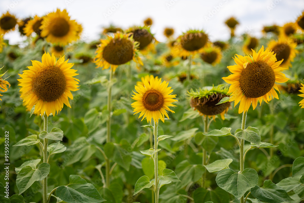 Obraz premium Sunflower growing on the field