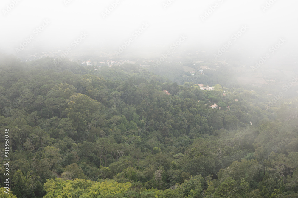 A misty forest in the distance shrouded in a veil of fog A misty forest in the distance shrouded in a veil of fog
