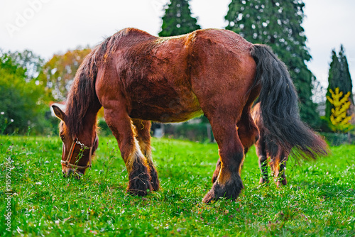 Large and Strong Cold Blood Horse Standing on the Green Pasture Grazing Seen From Behind photo