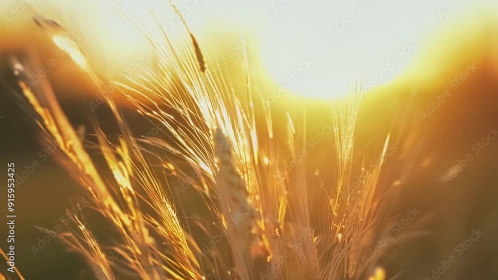 A macro shot shows the delicate filaments of a grass seed head glowing in the warm light of the setting sun. The seeds appear to be glowing from within giving off a tranquil and A macro shot shows the delicate filaments of a grass seed head glowing in the warm light of the setting sun. The seeds appear to be glowing from within giving off a tranquil and