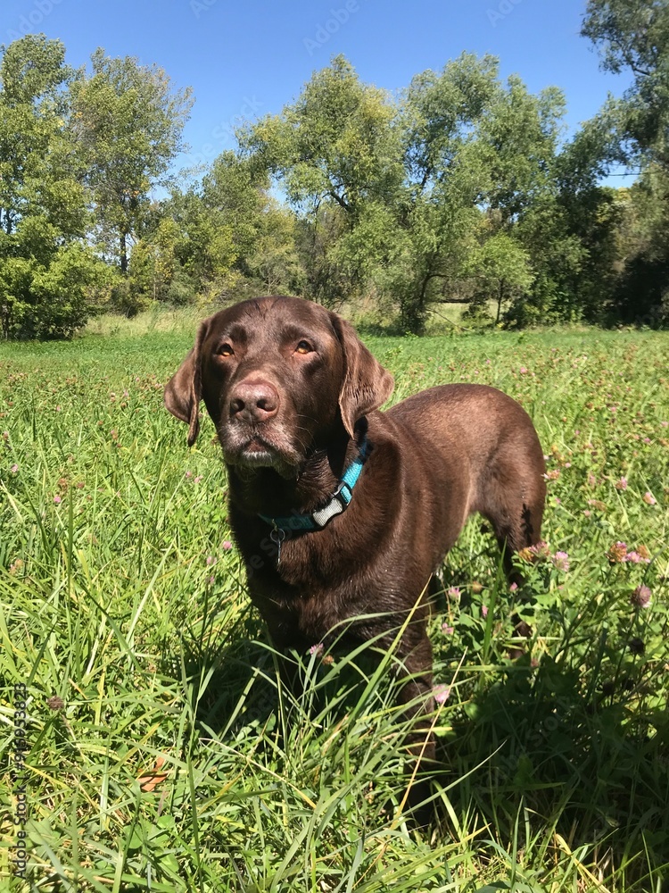 Dog in Grass Field Dog in Grass Field