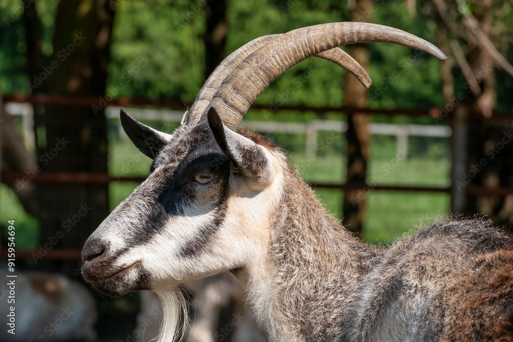 Close-Up of a Mature Brown Goat in an Animal Sanctuary
