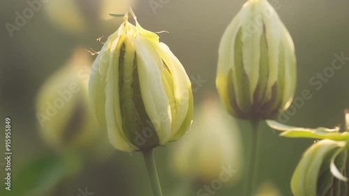 A collection of buds at different stages some just emerging while others are on the cusp of opening.