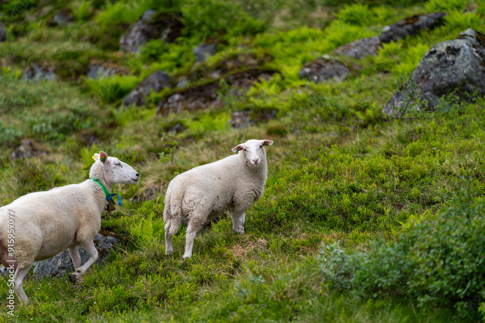 Fototapeta premium sheep in thw woods of Isfjorden andalsnes area - baby sheep and mama sheep in the fjord of norway
