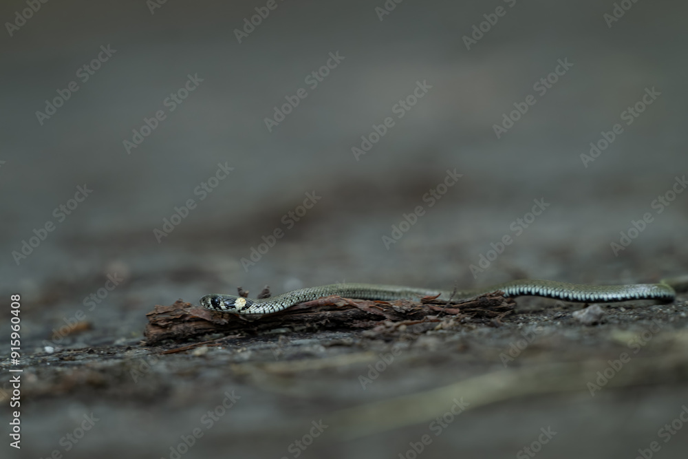 Fototapeta premium A young collared snake crawls on the road.