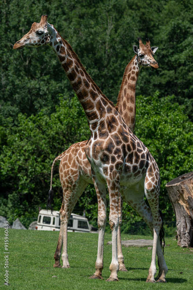 Two giraffes in a safari enclosure. Two giraffes in a safari enclosure.