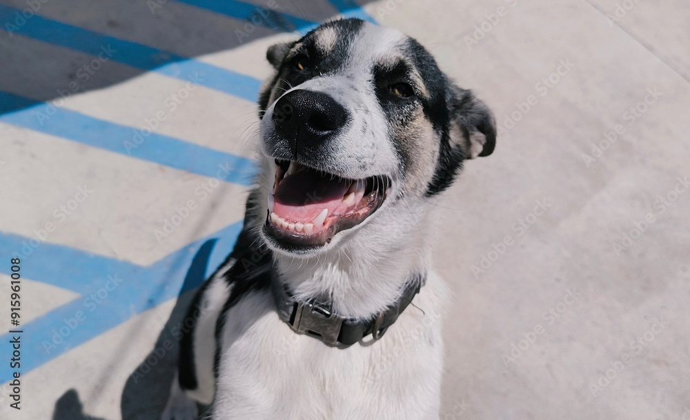 Portrait of a smiling black and white haired terrier mix puppy Portrait of a smiling black and white haired terrier mix puppy
