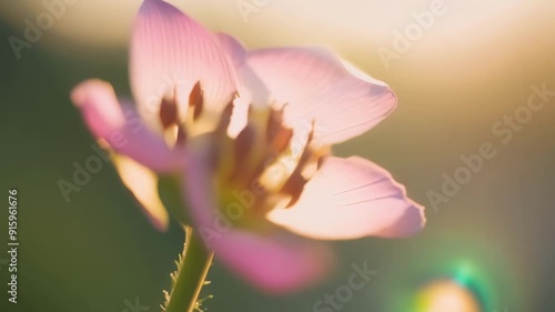 A macro shot of a cherry blossom bud about to open revealing the tiny tightlypacked petals waiting to burst forth. photo