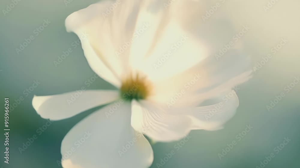 A closeup of a delicate white flower dispersing its petals in the wind creating a breathtaking swirl of petals. A closeup of a delicate white flower dispersing its petals in the wind creating a breathtaking swirl of petals.