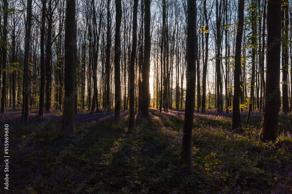 Φωτογραφία The rising sun illumingating a flowerbed of bluebells in the Hallerbos, on an early spring morning