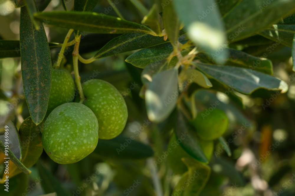 Round green olives attached to the tree Round green olives attached to the tree