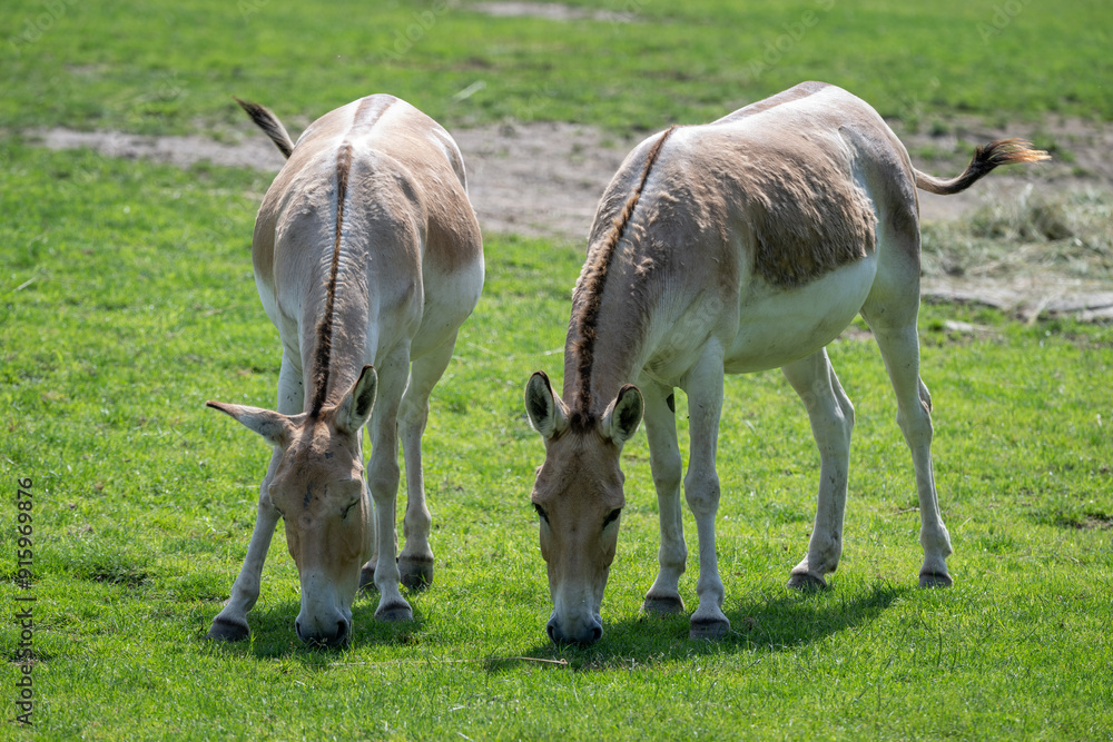 Onager - ungulate outside in the paddock. Onager - ungulate outside in the paddock.