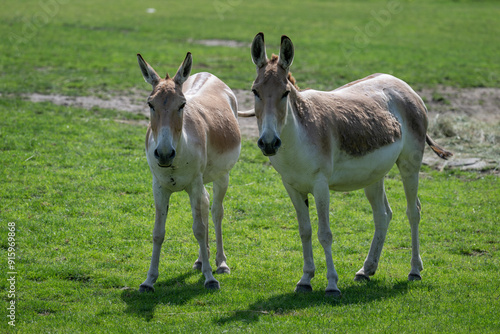 Onager - ungulate outside in the paddock. photo