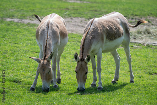 Onager - ungulate outside in the paddock. photo