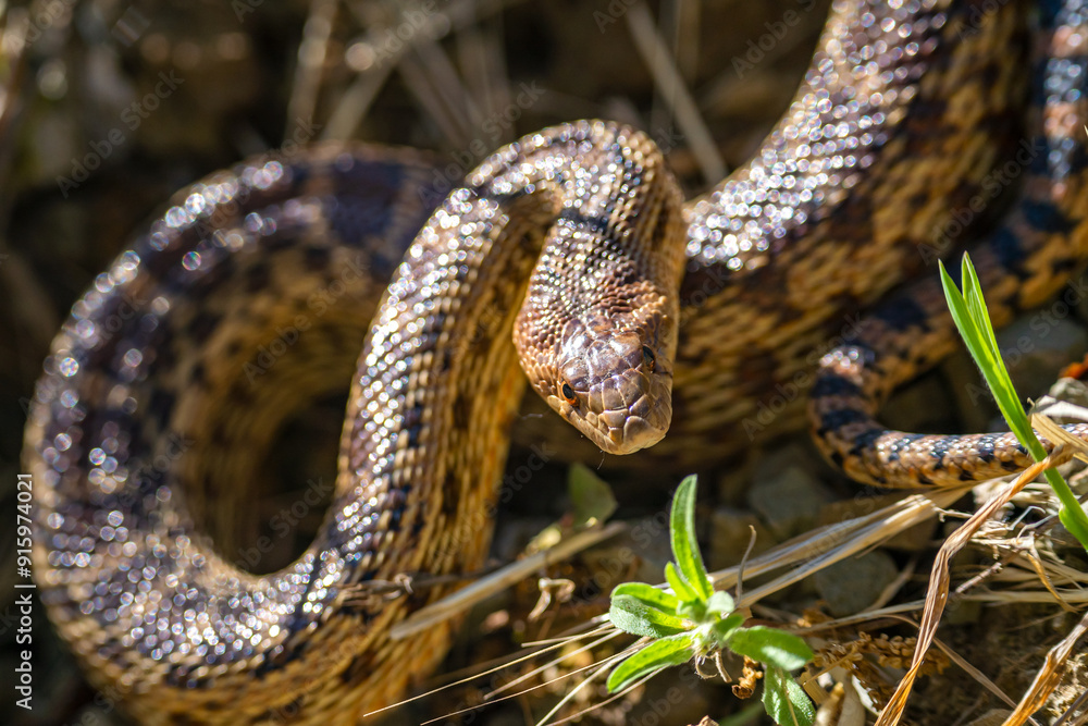 Fototapeta premium Close-up of Pacific gopher snake (Pituophis catenifer catenifer)