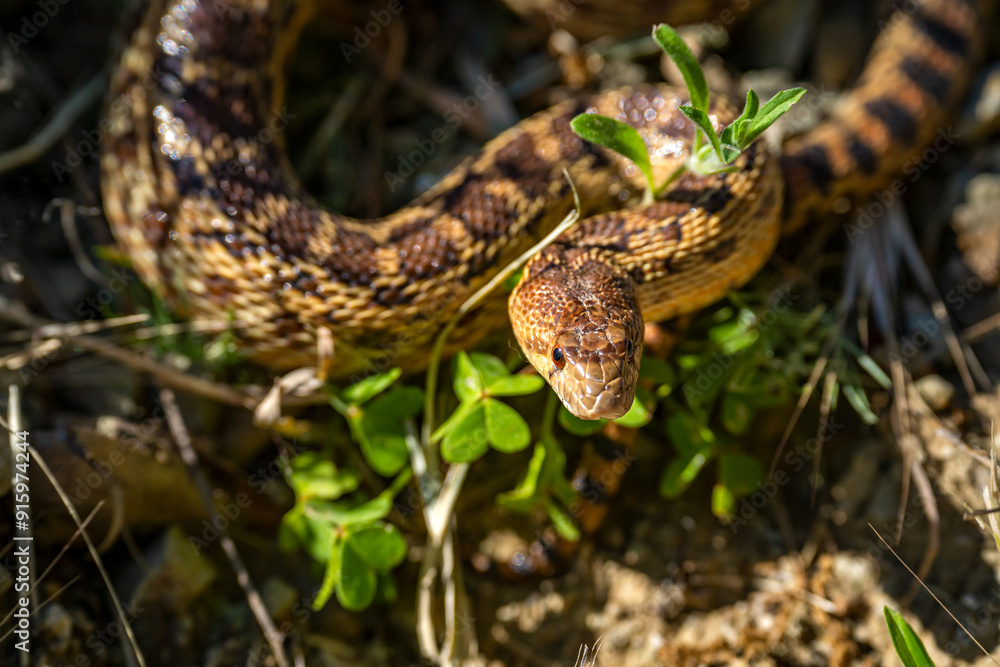 Close-up of Pacific gopher snake (Pituophis catenifer catenifer) Close-up of Pacific gopher snake (Pituophis catenifer catenifer)