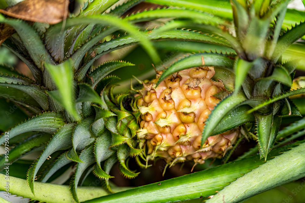 Obraz premium Close up of young pineapple fruit growing in a field