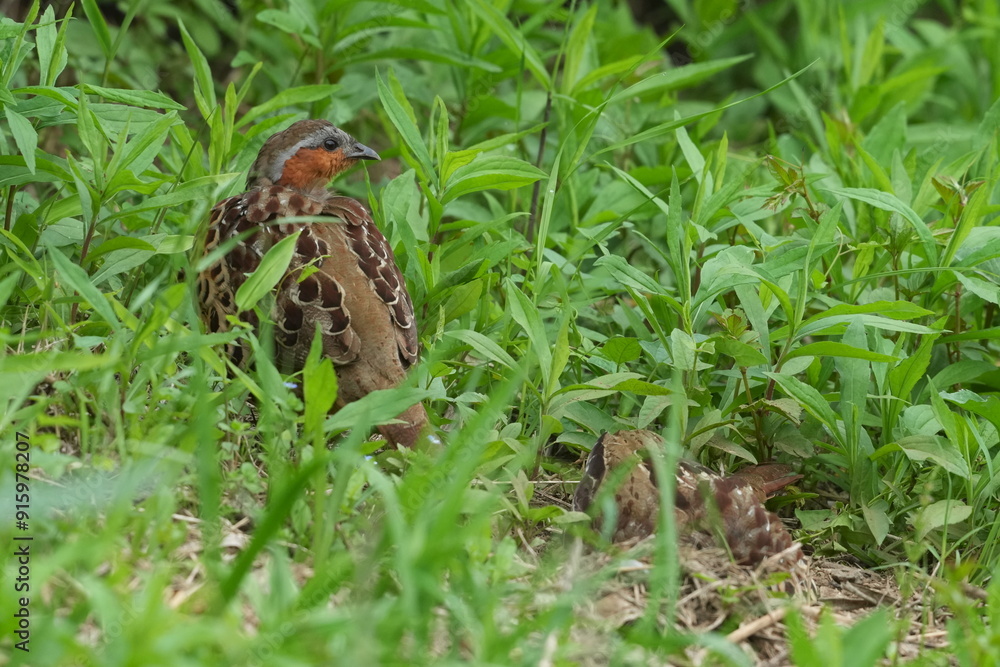 chinese partridge in a forest chinese partridge in a forest