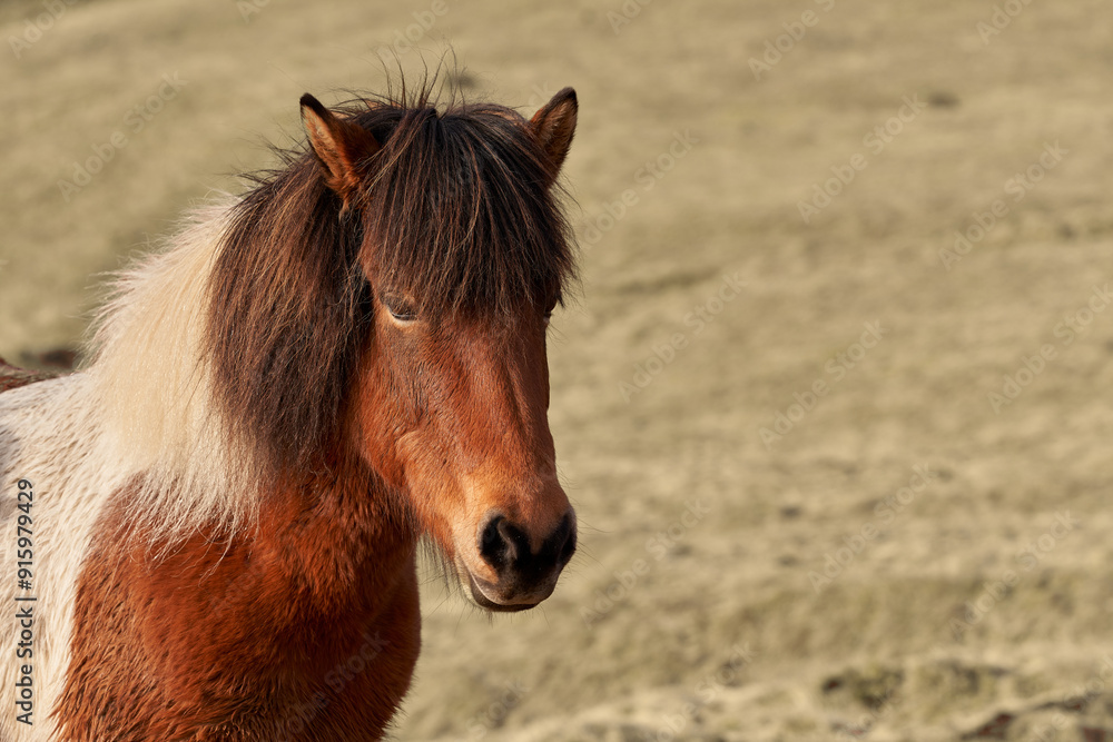 Fototapeta premium Icelandic horse standing on a meadow looking away