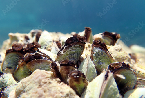 Endemic freshwater clam in Ohrid  lake, underwater photography - Dreissena sp. photo