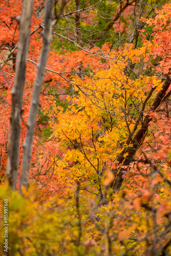 Fall colors in the mountains