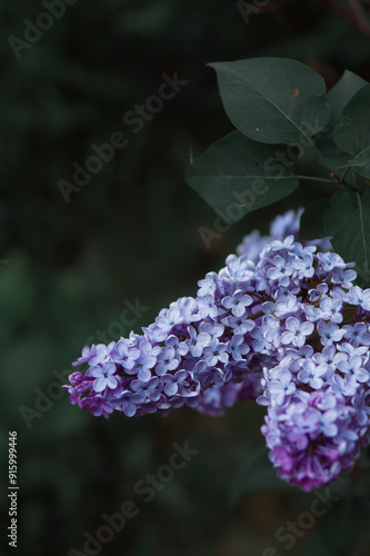 Bright branch of lilac on a green background. High quality photo, selective focus. Bouquet of purple flowers.