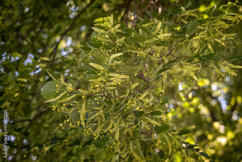 Wallpaper Mural Linden flower buds on a tree. Torontodigital.ca