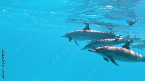 Scuba diving, snorkeling with school of dolphines in coral reef in the Red Sea in egypt,Shaab Samadai, no people, 25% slow-motion
 photo