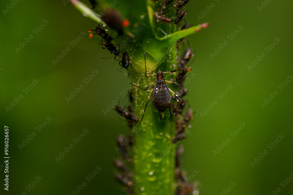 Black aphids on a green stem with raindrops. Black aphids on a green stem with raindrops.