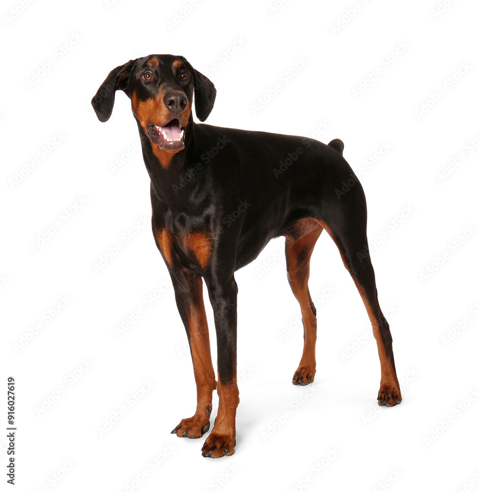 Cute Dobermann dog on white background Cute Dobermann dog on white background