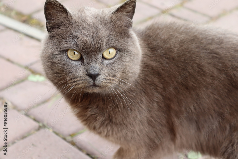 Fototapeta premium portrait of a cat