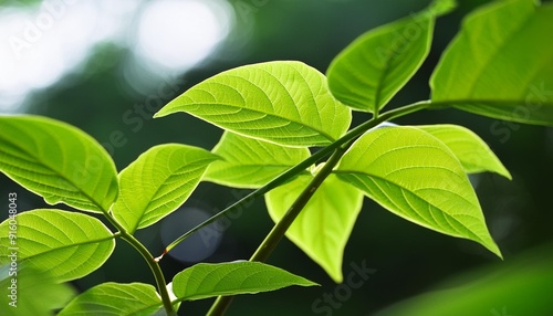 close up of stem and leaves of japanese knotweed reynoutria japonica which is an invasive non native species of plant photo