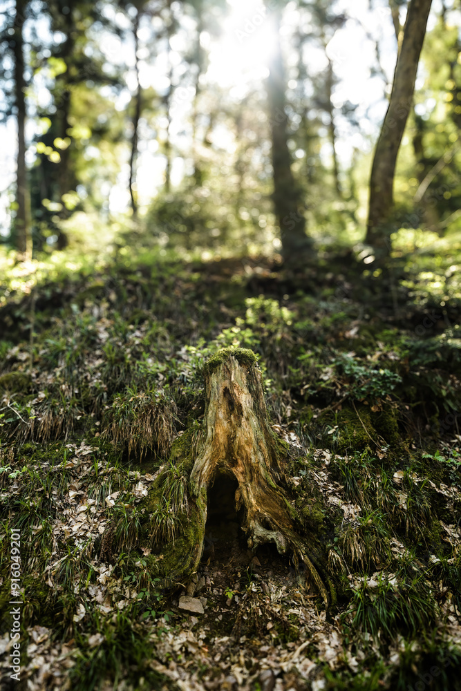 Fototapeta premium A decayed tree stump sits in a sunlit forest, surrounded by dense greenery and fallen leaves, creating a natural scene that emphasizes the cycle of life in the woods.